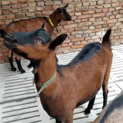 成年红鹿奶山羊 繁殖改良产奶羊养殖 抗病性强图4