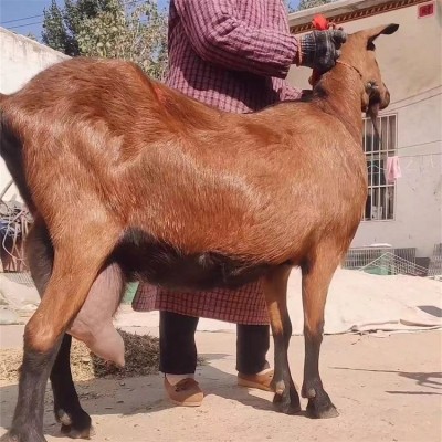 成年红鹿奶山羊 繁殖改良产奶羊养殖 抗病性强图5