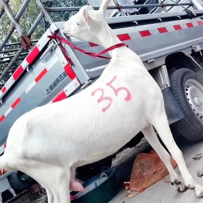 农村散养萨能奶山羊 养殖成年产奶羊 公母羊均有须图3