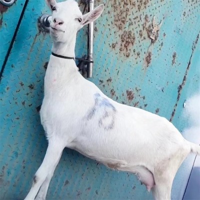 农村散养萨能奶山羊 养殖成年产奶羊 公母羊均有须图2