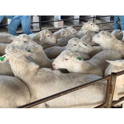 精品澳洲白羊 货源充足 场家直供 好养易活 产肉量高 祥龙特惠中图3