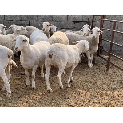 纯种高腿小尾寒羊 多羔多胎 生长快 饲养简单 回本快 祥龙羊业图2