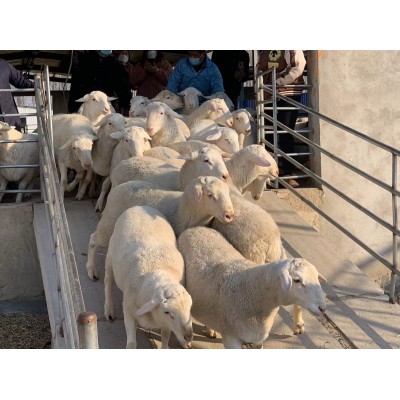 纯种高腿小尾寒羊 多羔多胎 生长快 饲养简单 回本快 祥龙羊业图5