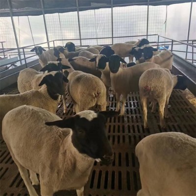 散养育肥杜寒杂交羊 养殖改良小羊羔 肉质鲜嫩图3