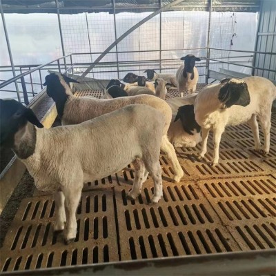 散养育肥杜寒杂交羊 养殖改良小羊羔 肉质鲜嫩图4