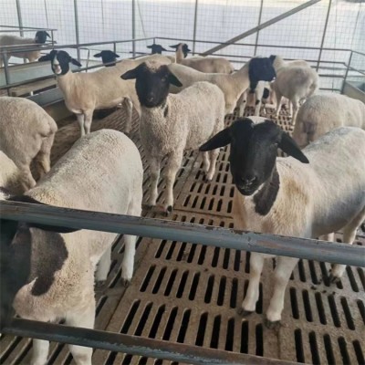 散养育肥杜寒杂交羊 养殖改良小羊羔 肉质鲜嫩图2