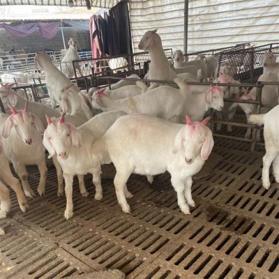 脱温改良美国白山羊 农家养殖羊羔 提供技术指导图2
