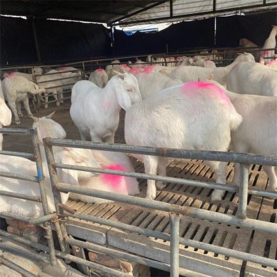 脱温改良美国白山羊 农家养殖羊羔 提供技术指导图5