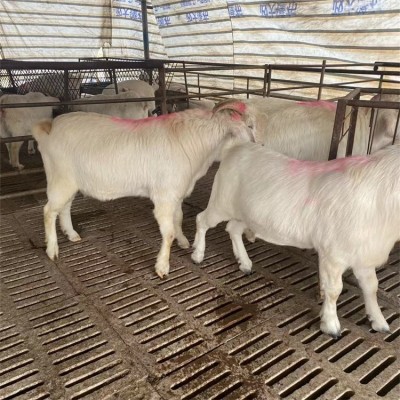 脱温改良美国白山羊 农家养殖羊羔 提供技术指导图4