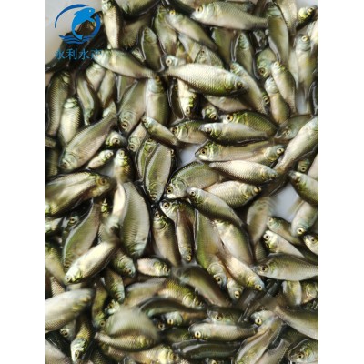 3-4公分优质淡水鲫鱼苗 中科三号 五号工程鲫苗 异育银鲫鱼图3