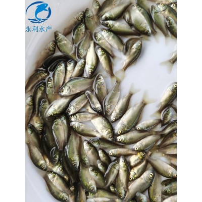 3-4公分优质淡水鲫鱼苗 中科三号 五号工程鲫苗 异育银鲫鱼图5