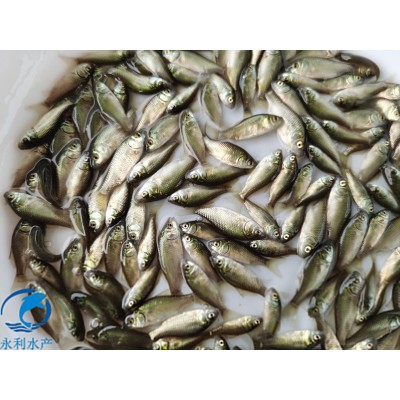 3-4公分优质淡水鲫鱼苗 中科三号 五号工程鲫苗 异育银鲫鱼图4