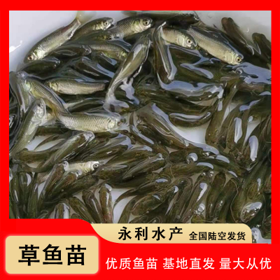 3-5公分淡水草鱼苗 抗病鲜活鱼苗 9-11公分优质大草鱼 苗场直供图2
