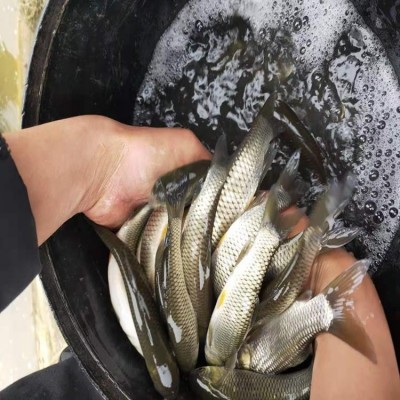 3-5公分淡水草鱼苗 抗病鲜活鱼苗 9-11公分优质大草鱼 苗场直供图5