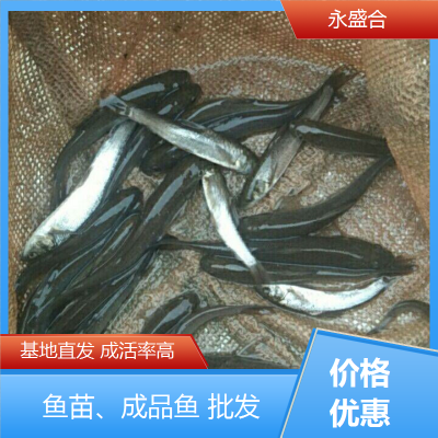 青鱼成品鱼 人工饲养 鲜活优质水产 生长快速 就选永盛合图3