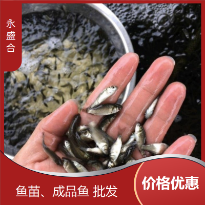 青鱼成品鱼 人工饲养 鲜活优质水产 生长快速 就选永盛合图4