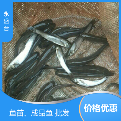 青鱼成品鱼 人工饲养 鲜活优质水产 生长快速 就选永盛合图2