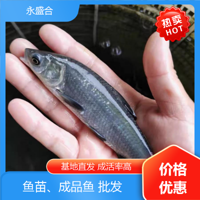 青鱼成品鱼 人工饲养 鲜活优质水产 生长快速 就选永盛合图5
