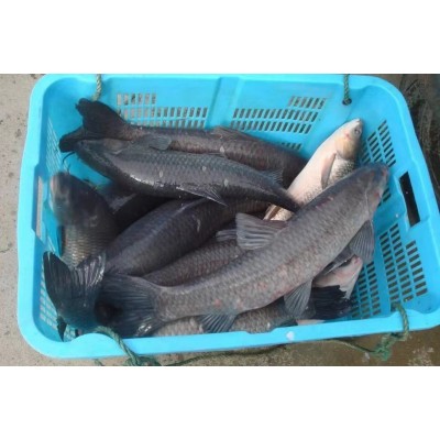 青鱼 淡水养殖活体鱼苗 品种好 高产量 养殖周期短图2