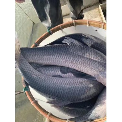 青鱼 淡水养殖活体鱼苗 品种好 高产量 养殖周期短图3