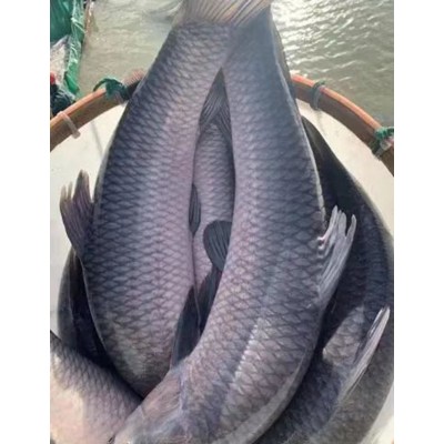 青鱼 淡水养殖活体鱼苗 品种好 高产量 养殖周期短图4