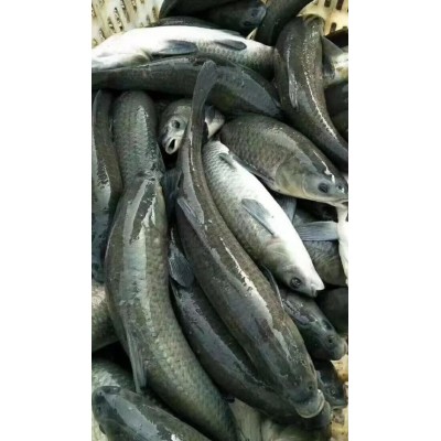 青鱼 淡水养殖活体鱼苗 品种好 高产量 养殖周期短图5