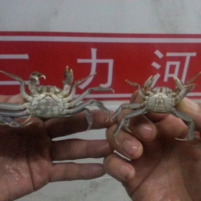 豆蟹苗 河蟹苗 螃蟹苗 二力河蟹养殖基地 货真价实 值得信赖图2