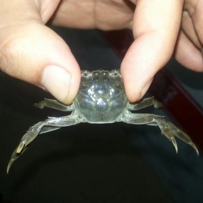 豆蟹苗 河蟹苗 螃蟹苗 二力河蟹养殖基地 货真价实 值得信赖图5