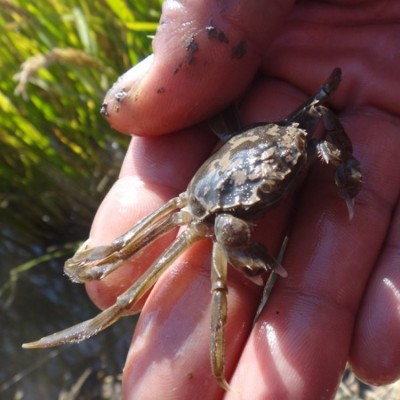 豆蟹苗 河蟹苗 螃蟹苗 二力河蟹养殖基地 货真价实 值得信赖图4