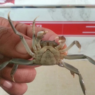 大闸蟹苗 选二力河蟹 专业蟹苗养殖基地 肉质鲜美图4