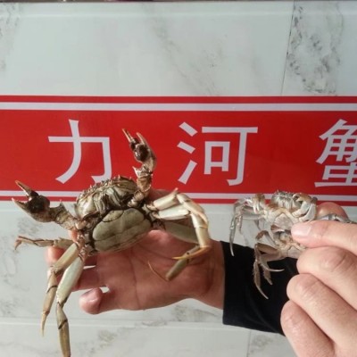 大闸蟹苗 选二力河蟹 专业蟹苗养殖基地 肉质鲜美图2