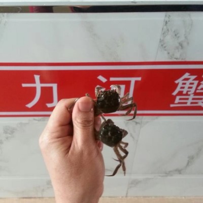 大闸蟹苗 选二力河蟹 专业蟹苗养殖基地 肉质鲜美图5