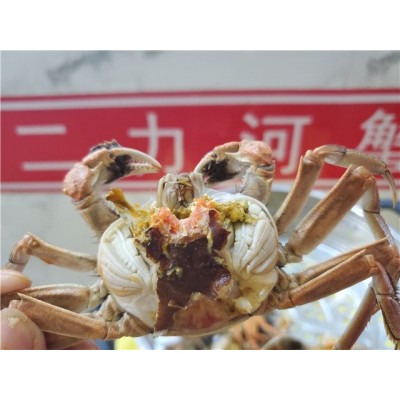 河蟹批发 咨询二力 送礼佳品 肉质鲜美 现捞现卖图3