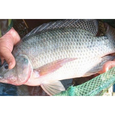 活 鱼 苗 罗非鱼苗供应各种淡水鱼苗_优质品种成活率高 良种水产图5