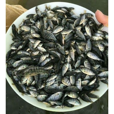 活 鱼 苗 罗非鱼苗供应各种淡水鱼苗_优质品种成活率高 良种水产图4