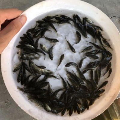 活 鱼 苗 罗非鱼苗供应各种淡水鱼苗_优质品种成活率高 良种水产图2