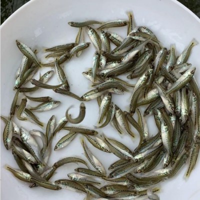 良种水产批发加州鲈鱼苗 成活率高 强抗病力 专业养殖场图3