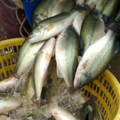 良种水产批发加州鲈鱼苗 成活率高 强抗病力 专业养殖场图4