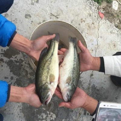 良种水产批发加州鲈鱼苗 成活率高 强抗病力 专业养殖场图2