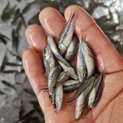 良种水产批发加州鲈鱼苗 成活率高 强抗病力 专业养殖场图5