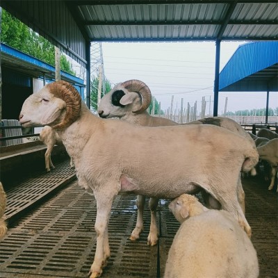 鑫合盛养殖成年改良小尾寒羊种公羊 适应性强 肉质好图3