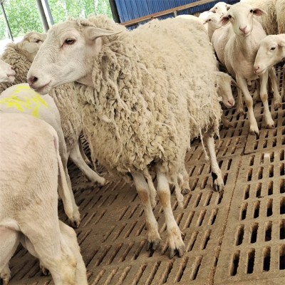 鑫合盛养殖成年改良小尾寒羊种公羊 适应性强 肉质好图2