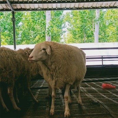 鑫合盛养殖成年改良小尾寒羊种公羊 适应性强 肉质好图5