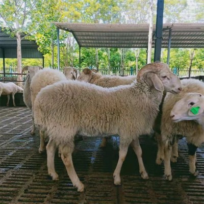 鑫合盛养殖成年改良小尾寒羊种公羊 适应性强 肉质好图4