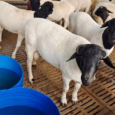 散养杂交黑头杜泊绵羊 育肥出栏肉羊 体格良好 易养活图4