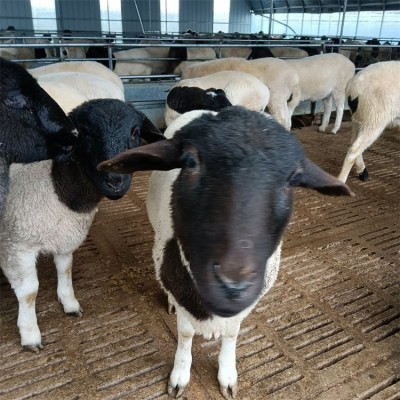 散养杂交黑头杜泊绵羊 育肥出栏肉羊 体格良好 易养活图5