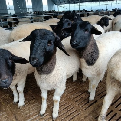散养杂交黑头杜泊绵羊 育肥出栏肉羊 体格良好 易养活图3