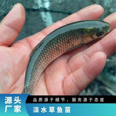 淡水草鱼苗养殖基地 成活率99% 统货 恒温箱+双层氧气袋图3