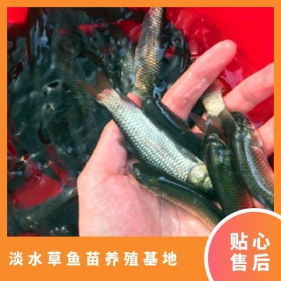 淡水草鱼苗养殖基地 成活率99% 统货 恒温箱+双层氧气袋图4