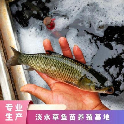 淡水草鱼苗养殖基地 成活率99% 统货 恒温箱+双层氧气袋图5